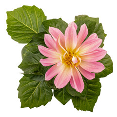 Light pink dahlia