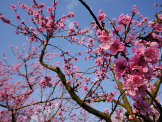 Obraz premium Kirschblüte