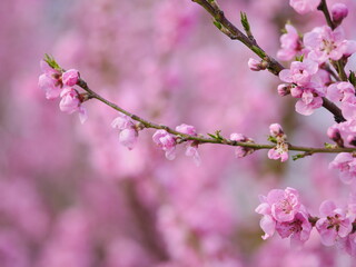 Kirschblüte