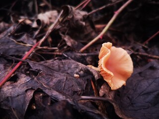 autumn leaves in the forest