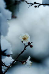早咲きの白梅にも雪が積もった。白色の共演。東京、赤坂氷川神社の境内の風景