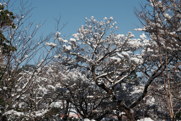 真っ白な世界になった東京、赤坂の東京ミッドタウンと日本庭園