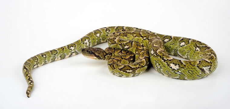 Madagascar tree boa // Madagaskar-Hundskopfboa (Sanzinia madagascariensis)