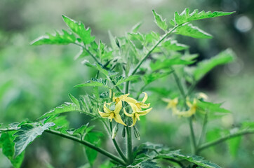 Tomato, flowering plant, yellow flowers. Abundant flowering, agriculture. Field or home gardening. Horizontal banner