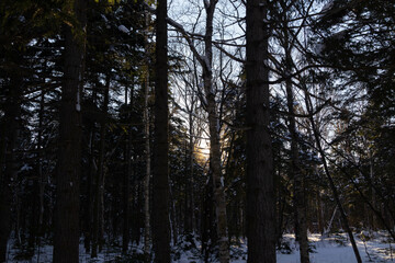 A motionless and brooding forest in winter.