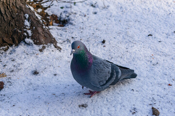 A young gray pigeon walks in the snow in winter in search of food