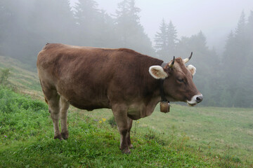 Allgäuer Braunvieh auf der Alm.