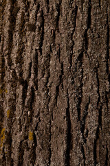 Obraz premium perpendicular view of the bark of a tree