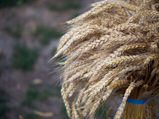 A bunch of ripe wheat ears, close-up. Ripe ears of corn.