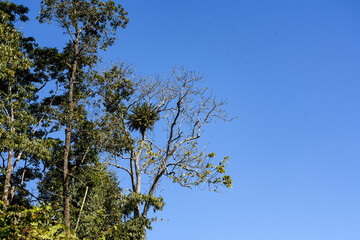 Green Himalaya forest trees with blue sky.