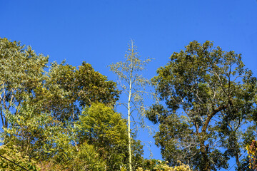 Fototapeta premium Green Himalaya forest trees with blue sky.