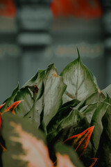 leaf plant with blur background