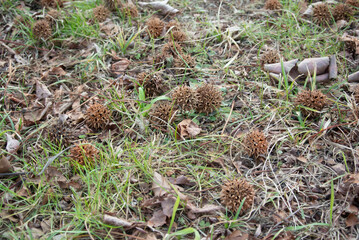 秋の公園の落ちて楓の実
