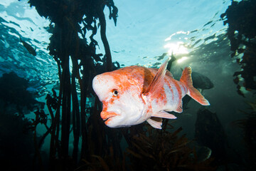 A Red stumpnose fish underwater (Chrysoblephus gibbiceps) between kelp with a white body and red to...