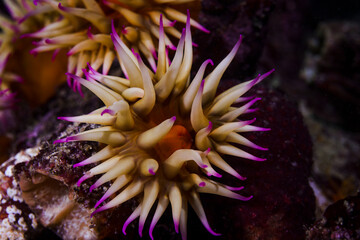 Naklejka na ściany i meble A small False plum anemone underwater (Pseudactinia flagellifera) with an orange body and cream tentakles with mauve tips.