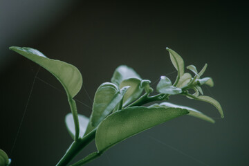 green leaf on blur background
