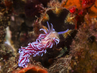 Fototapeta na wymiar Coral nudibranch underwater (Phyllodesmium horridum) moving on the reef. Orange to pink body with a white stripe along its back. Curved cerata with an iridescent white stripe and purple coloration.