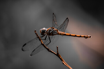 A dragonfly has landed on a dry branch