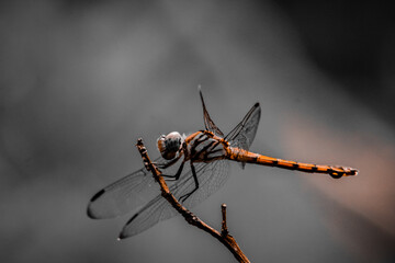A dragonfly has landed on a dry branch