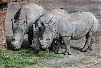 Fototapeta premium Three african rhinoceroses eating hay. Latin name - Diceros bicornis