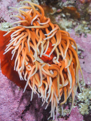 Naklejka na ściany i meble A single orange anemone underwater with long tentacles.