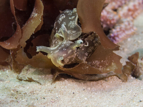 Dwarf sea hare (Aplysia parvula) on a piece of kelp facing the camera. Olive green body  covered with clusters of white spots.
