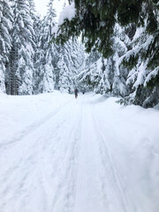 A mountain trail through an evergreen forest in winter. Natural landscape covered with snow. Walking in Tatra mountains