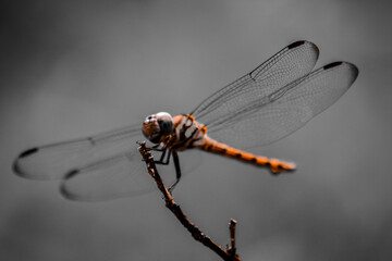 A dragonfly has landed on a dry branch