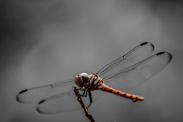 A dragonfly has landed on a dry branch