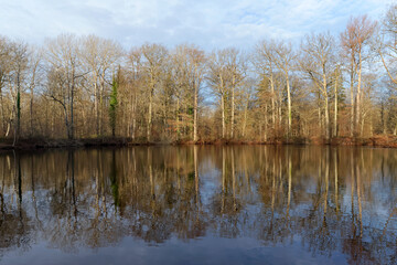 Fototapeta na wymiar Evees pond in winter season. Fontainebleau forest