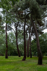 Pine trees in the park on a sunny day.