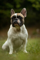 Obraz premium French bulldog puppy