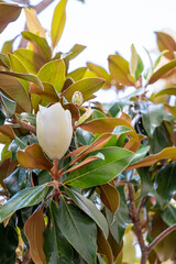 Flower of the Magnolia grandiflora, the Southern magnolia © mestock