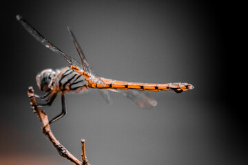 A dragonfly has landed on a dry branch