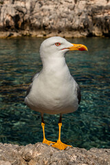 Fototapeta premium seagull on the shore