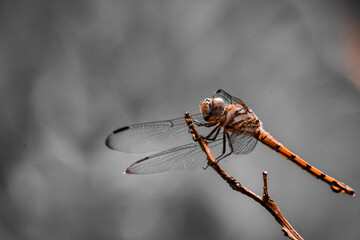 A dragonfly has landed on a dry branch