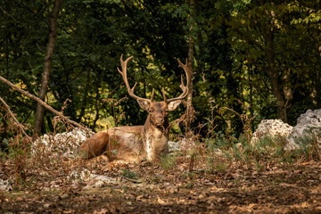 deer in the woods