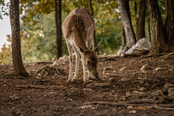 deer in the forest