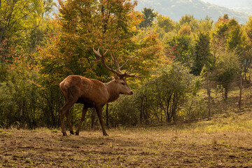 red deer in autumn