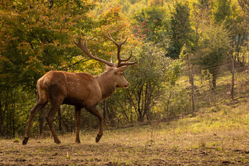 deer in the woods