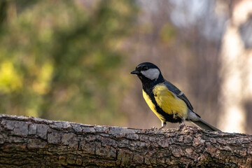 Fototapeta premium yellow wagtail on a branch