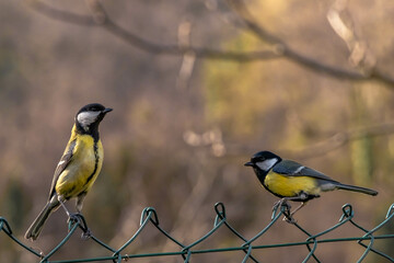 yellow wagtail on a branch