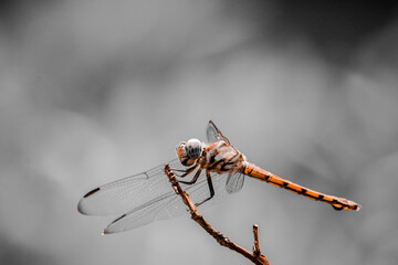 A dragonfly has landed on a dry branch