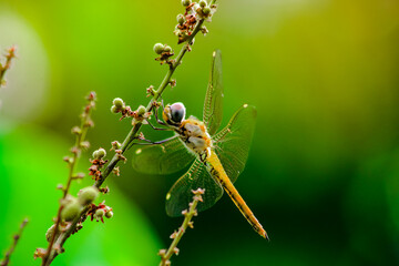 macro photo of a dragonfly perched on a tree