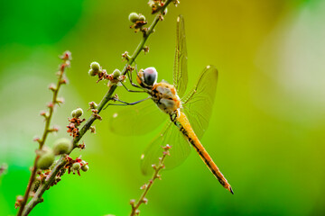 macro photo of a dragonfly perched on a tree