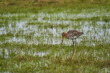 black tailed godwit, Limosa limosa, long billed shorebird