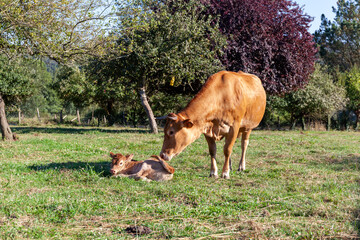 Galician blonde cows grazing in the fields of the municipality of Santiago de Compostela, Galicia, north west of Spain.
