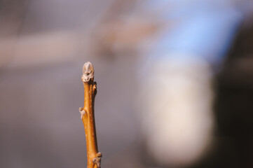 tree. branch. winter. autumn. without leaves. cold. kidneys. frost