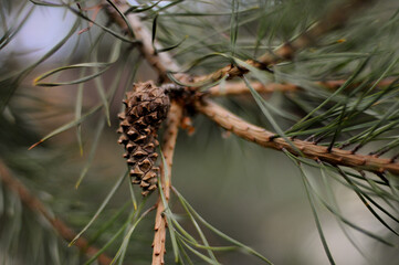 pine needles. cones. tree. background .spruce. fir. pine. nature.