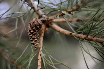 pine needles. cones. tree. background .spruce. fir. pine. nature.